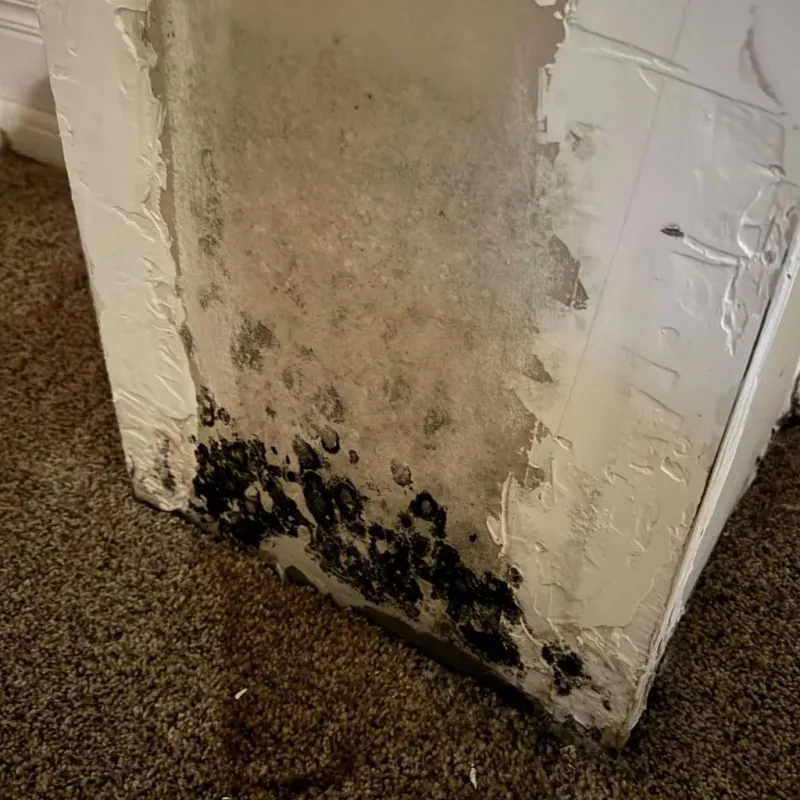 Professional Mold Removal in Webb City, MO